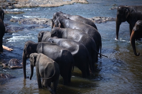 elephants-6498609640.jpg