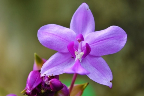 orchid-213171640.jpg
