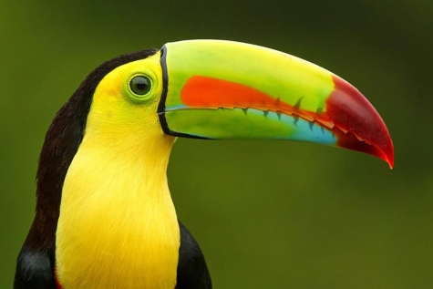 toucan.jpg