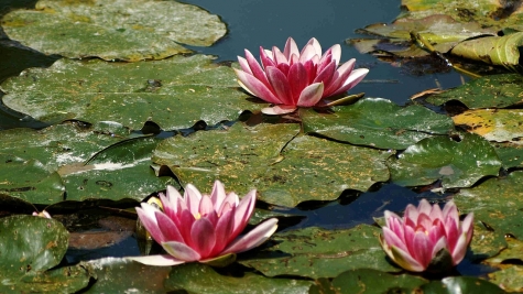 water-lilies-3616301280.jpg